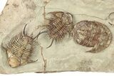 Plate Of Foulonia & Asaphellus Trilobites - Fezouata Formation #209726-2